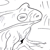 frog coloring picture