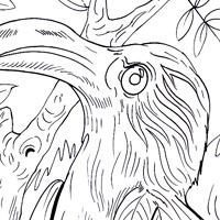 hornbill coloring design