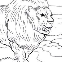 lion coloring image