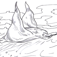manta ray coloring page