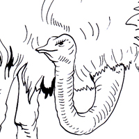 ostrich coloring design