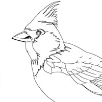 birds coloring page