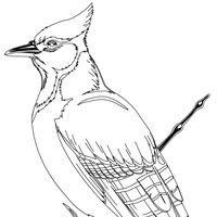 coockoo coloring page
