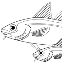 two fish coloring page
