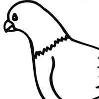 Pigeon coloring page