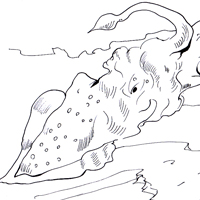 squid coloring image