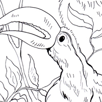 toucan coloring page