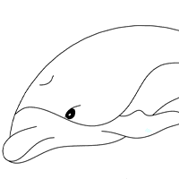 free hand dolphin
