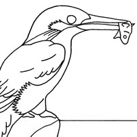 kingfisher coloring page