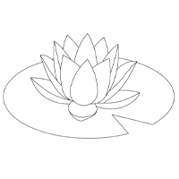 water lilly drawing
