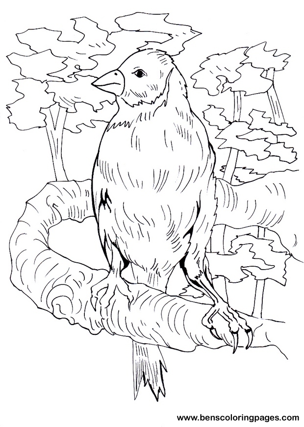 finch bird pictures