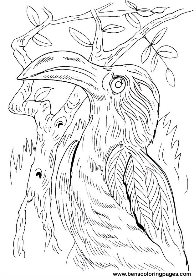 free hornbill picture