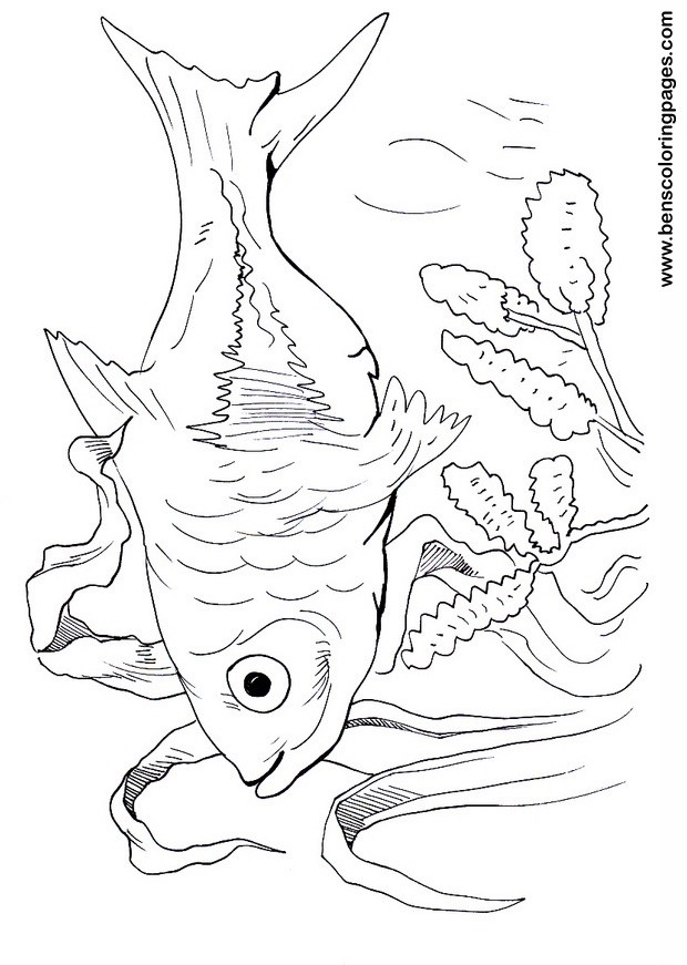free rasbora pic