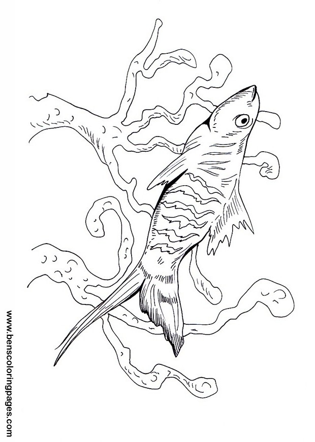 free swordtail picture