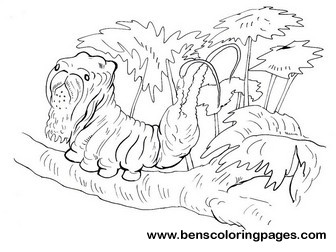 Caterpillar printable coloring book