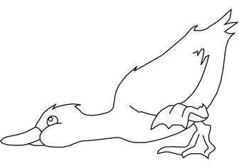 duck drawing book