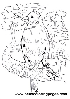 finches coloring for kids