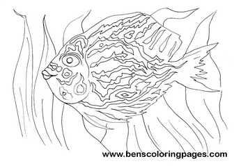 fish catcher coloring for kids