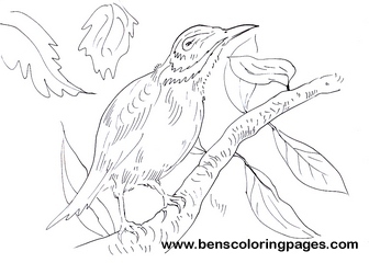 fly catcher coloring for kids