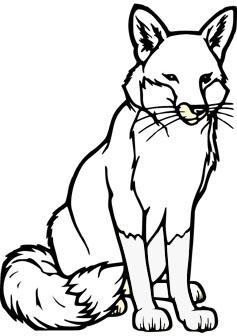 fox drawing book