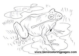 frog coloring for kids