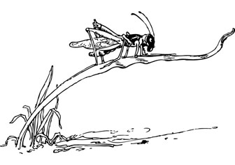 grasshopper drawing book