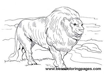 lion coloring picture