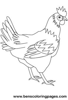 hen drawing book