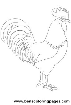 coloring rooster
