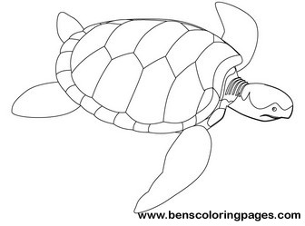 sea turtle picture