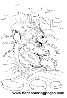 rabbit page to color