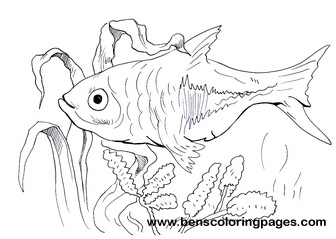 rasbora coloring sheet