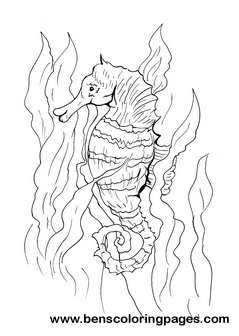 seahorse coloring sheet