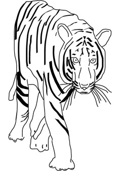Angry tiger coloring pic