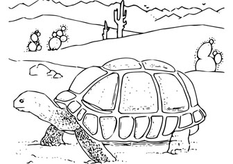 Tortoise coloring pic