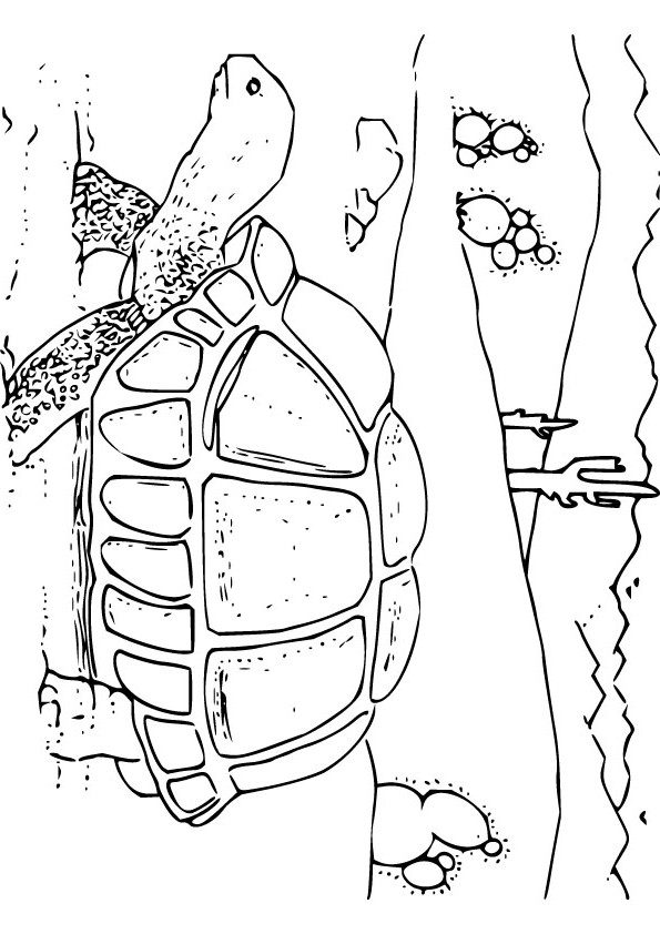 Tortoise colouring picture