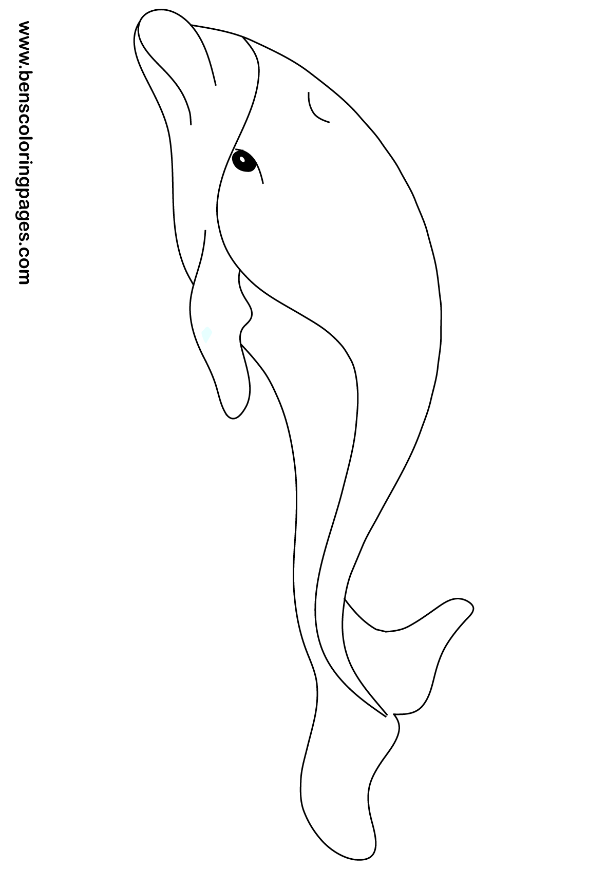 right whale dolphin free drawing book