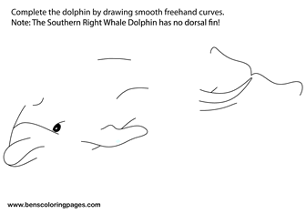 Southern right whale dolphin sketch