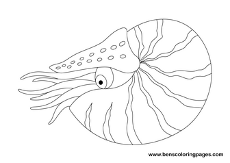 coloring page Nautilus