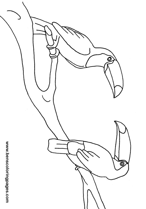 tucans coloring book
